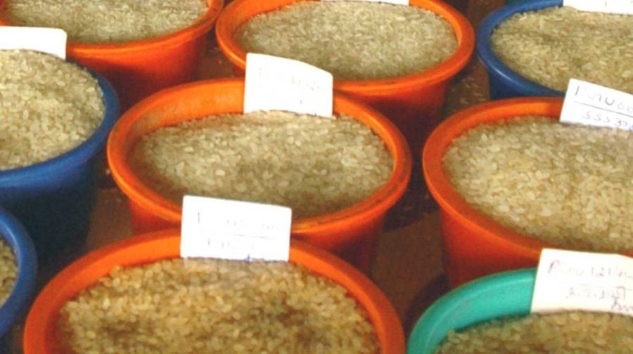 rice-price-hike