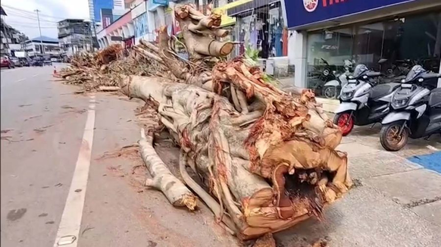 trees-on-road-traffic