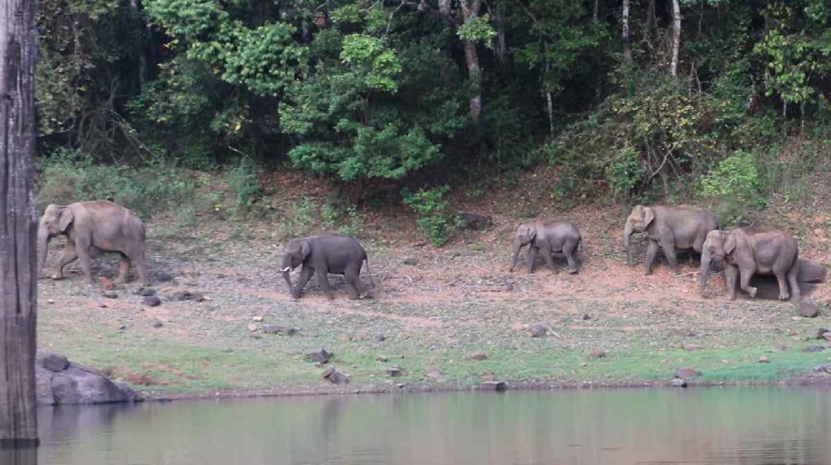 periyar-tiger-reserve