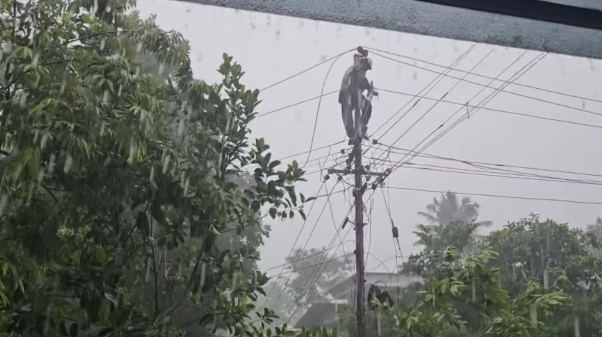 Donated kidneys, corneas, and liver - 1