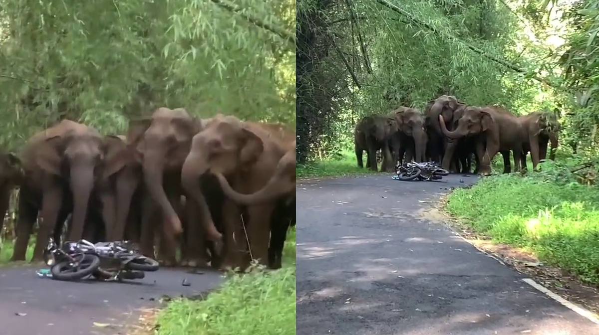 elephant-attack-video