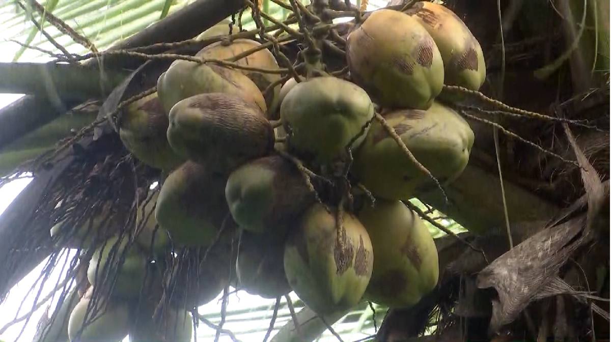 coconut-palakkad