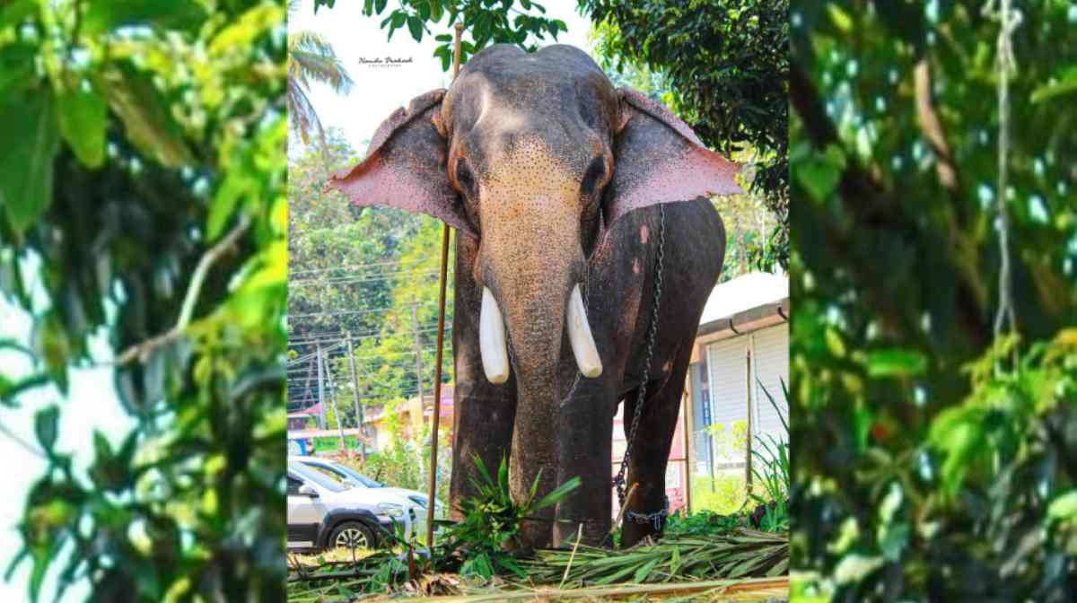 Image Credit: Nandu Prakash