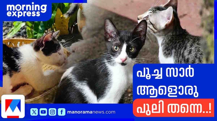 cat-sir