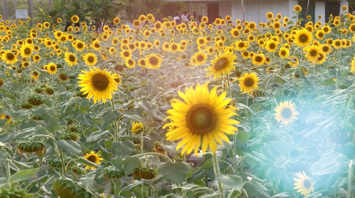 sunflower-garden