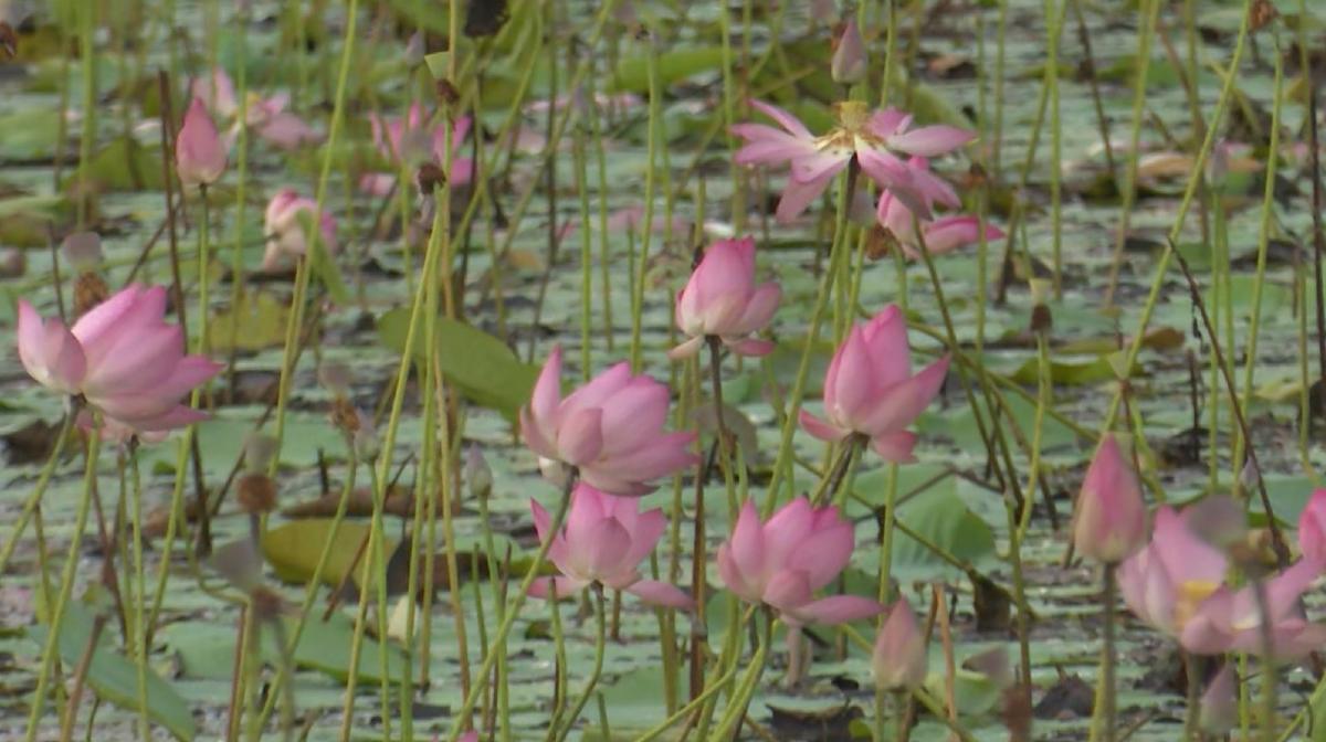 Image result for The Historical Significance of the Lotus in India | 'ഞാൻ വെറുമൊരു പാ ...