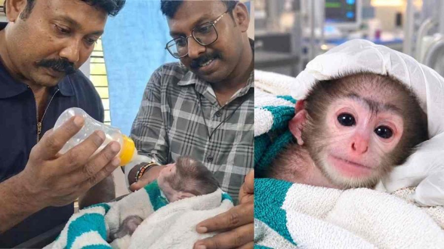thiruvananthapuram-zoo-orphaned-baby-langur