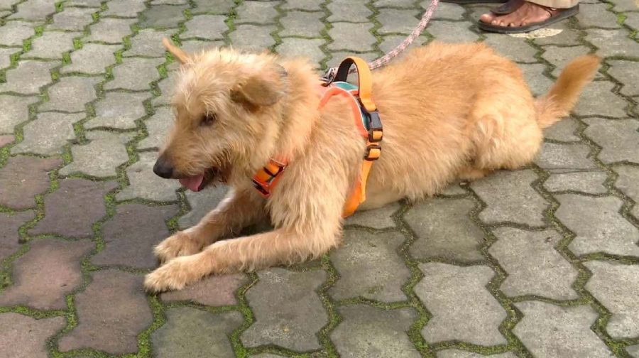julie-dog-thrissur