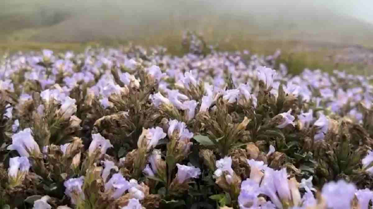 neelakurinji