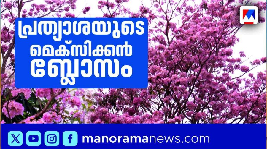 mexican-blossom-hospital-thiruvalla