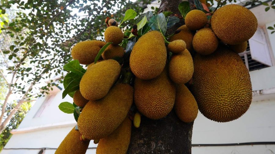 pta-hospital-jackfriut