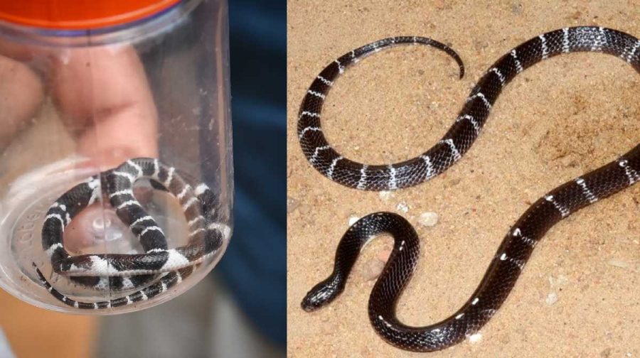 1. തൃശൂര്‍ മറ്റത്തൂരില്‍  ഉറങ്ങികിടന്ന കുട്ടികളെ കടിച്ച പാമ്പ്. 