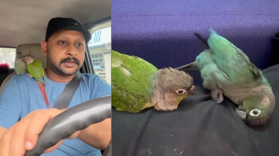 parrot