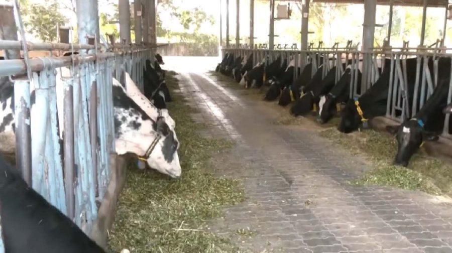 cattle