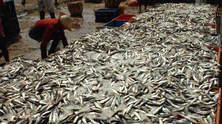 el-nino-sardine