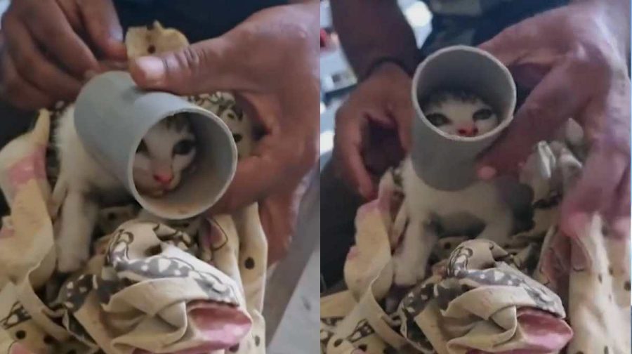 kitten-rescued-pipe-thrippunithura