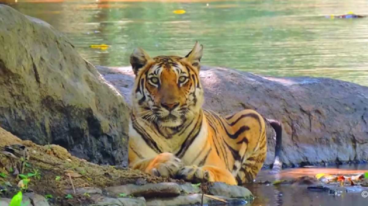 tigernew