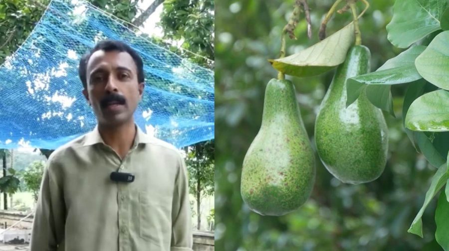 sanojavacado