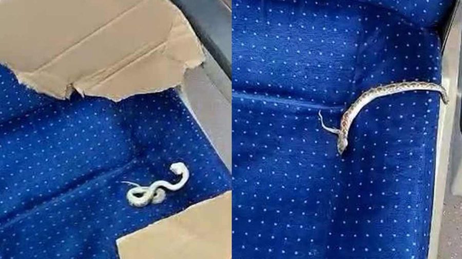 dead-viper-found-on-seat-of-vande-bharat-express