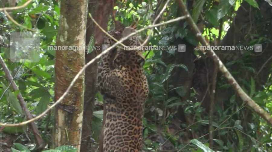 leopard