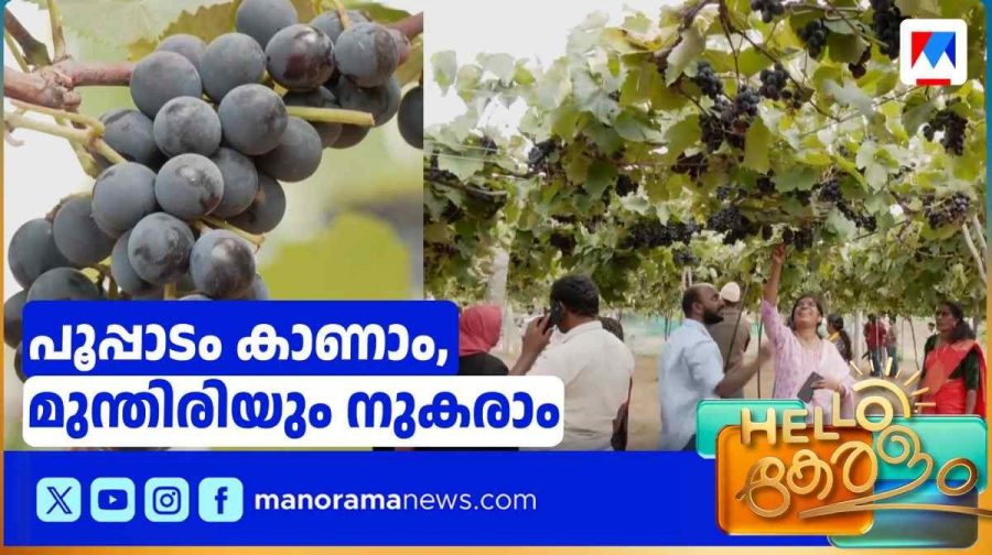 grape-farming