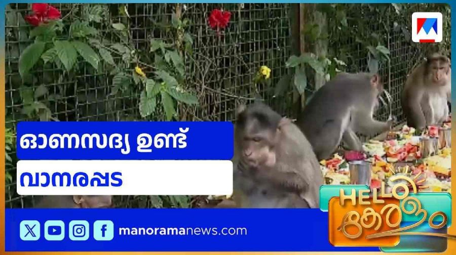monkey1