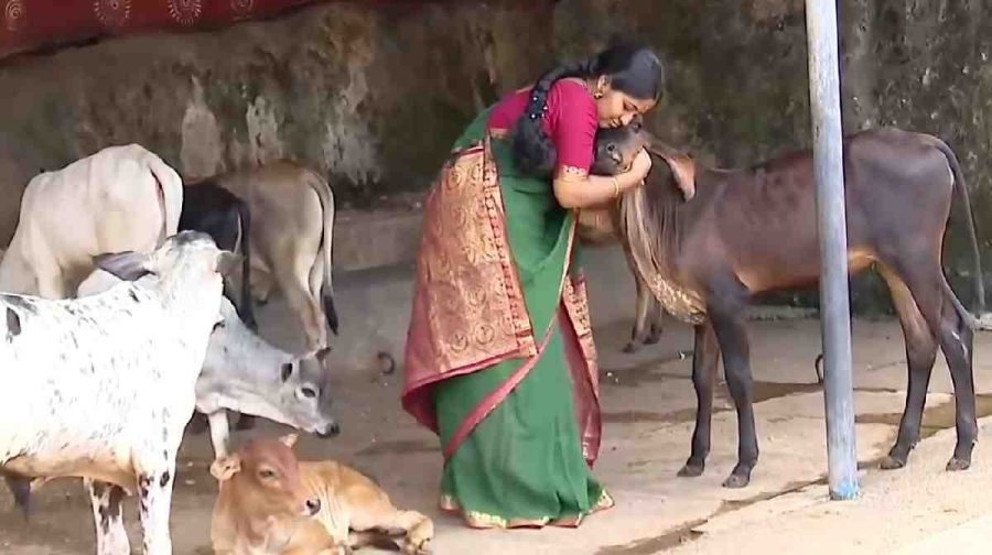 cow