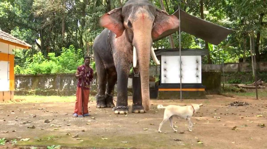elephant-dog-friendship