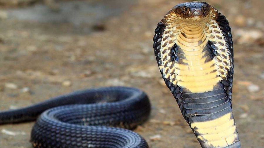 king-cobra