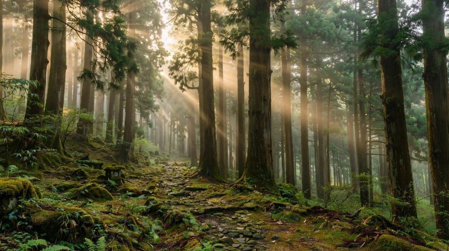 forest-bathing