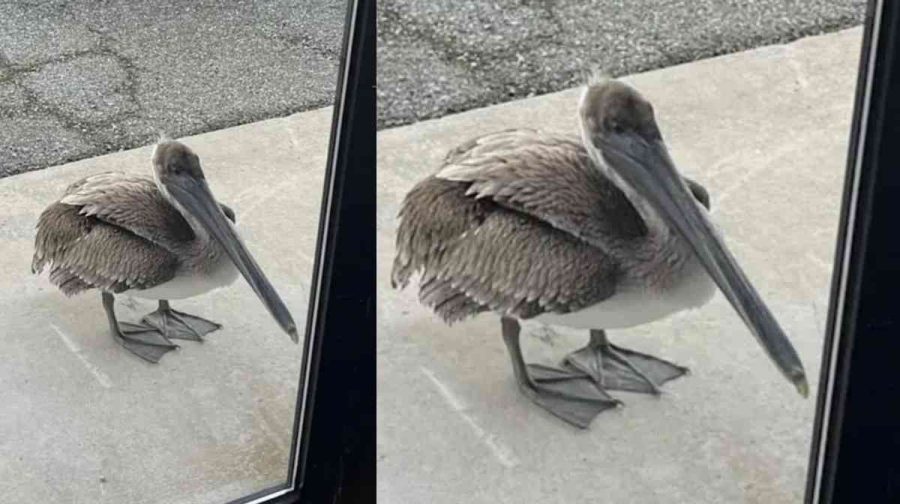 bird-seeking-for-help