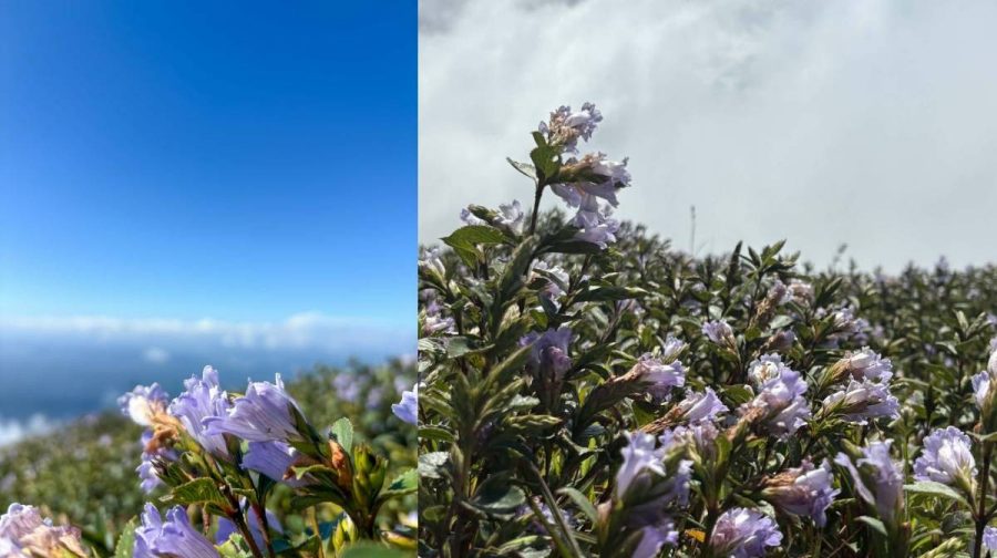 ചൊക്രമുടിയില്‍ നീലക്കുറിഞ്ഞി പൂത്തപ്പോള്‍
ചിത്രം : അരുണ്‍ ദേവ്