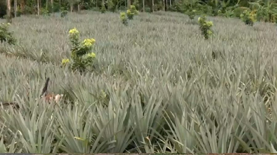 pineapple