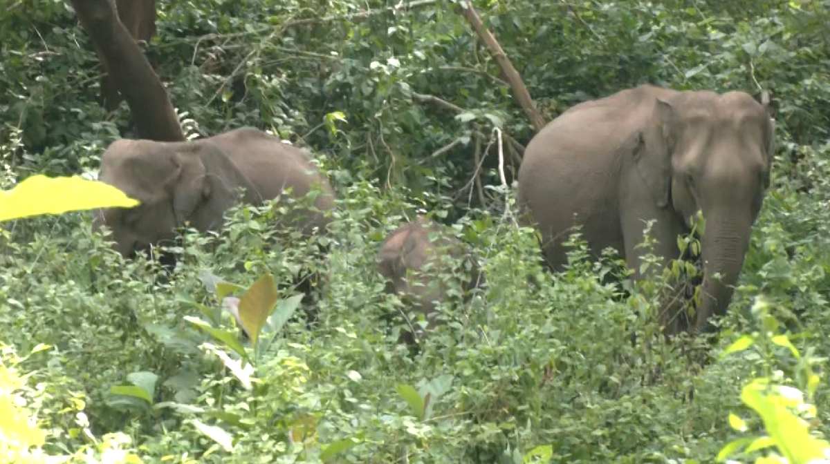 idukki-thulassipadi-elephant-attack-farmers-protest