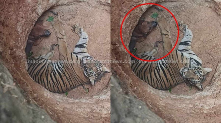 tiger-dog-ditch