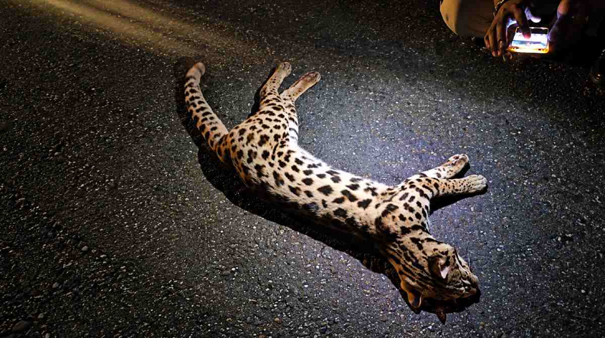 idukki-elappara-leopard-cat