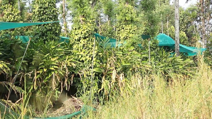 idukki-cardamom-news