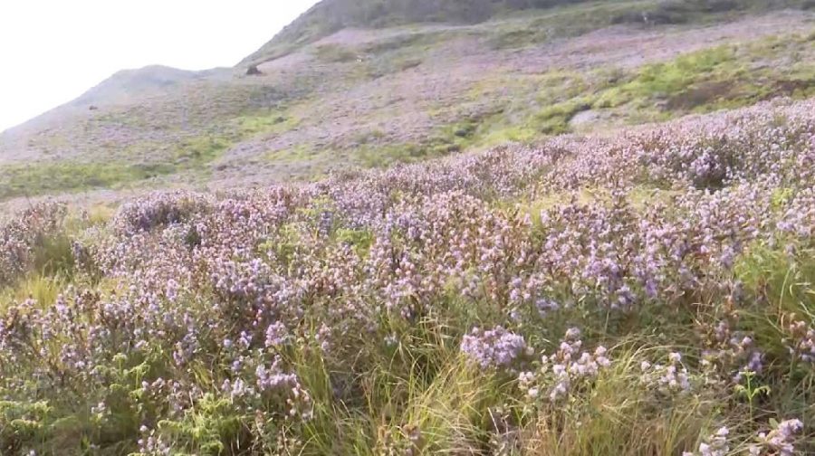 neelakurinji-idukki