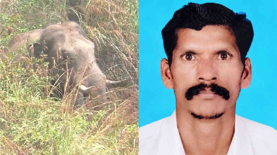 idukki-chakkakomban-wild-elephant-attack-farmer-dies