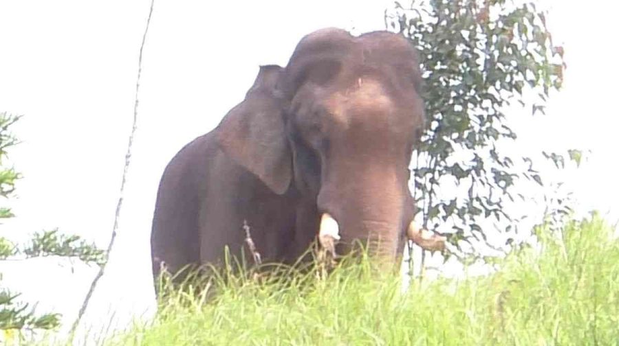 chinnakanal-elephant-forest