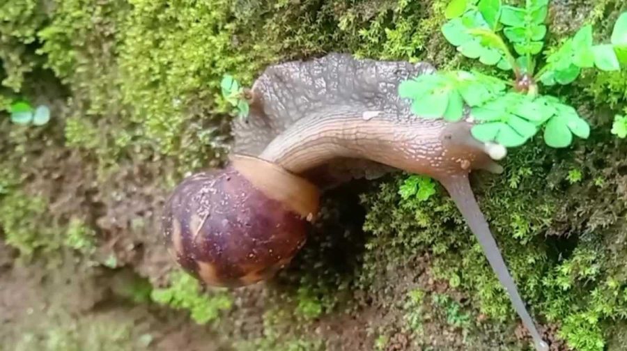 african-snail-kottayam-infestation