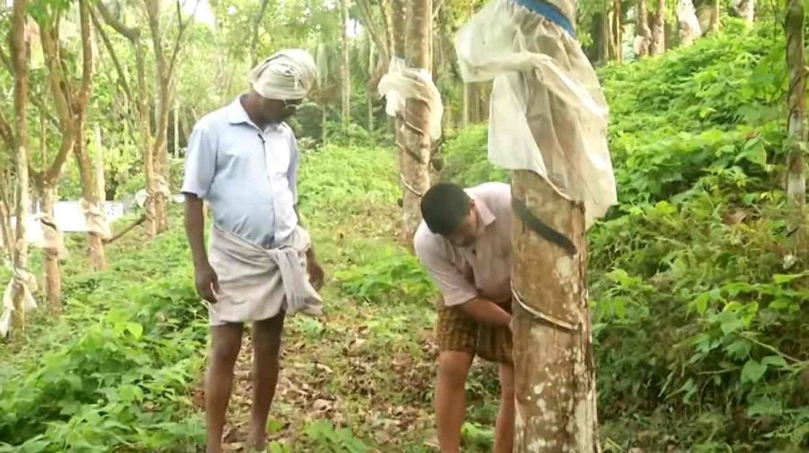 rubber-tapping