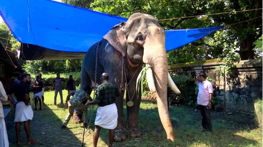 elephent-legal