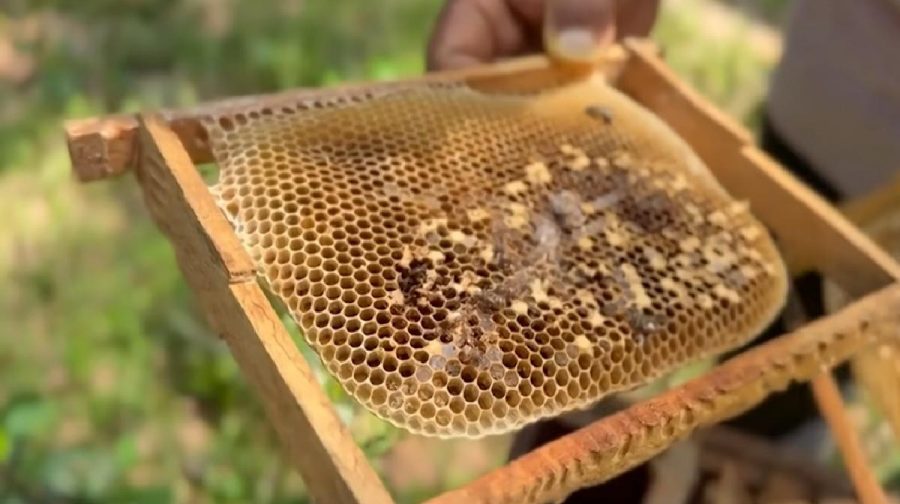 honey-bee