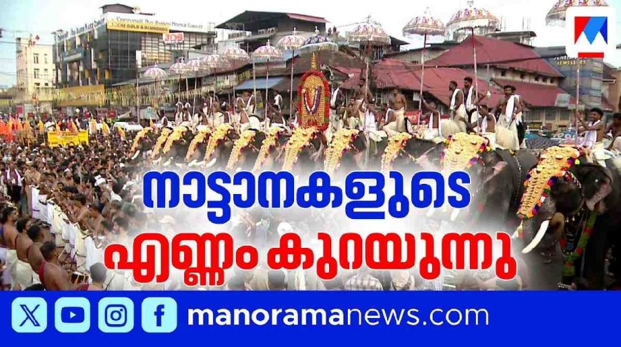 elephant-thrissur-pooram
