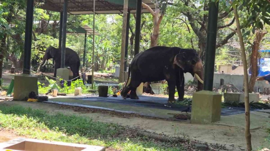 guruvayoor-elephant