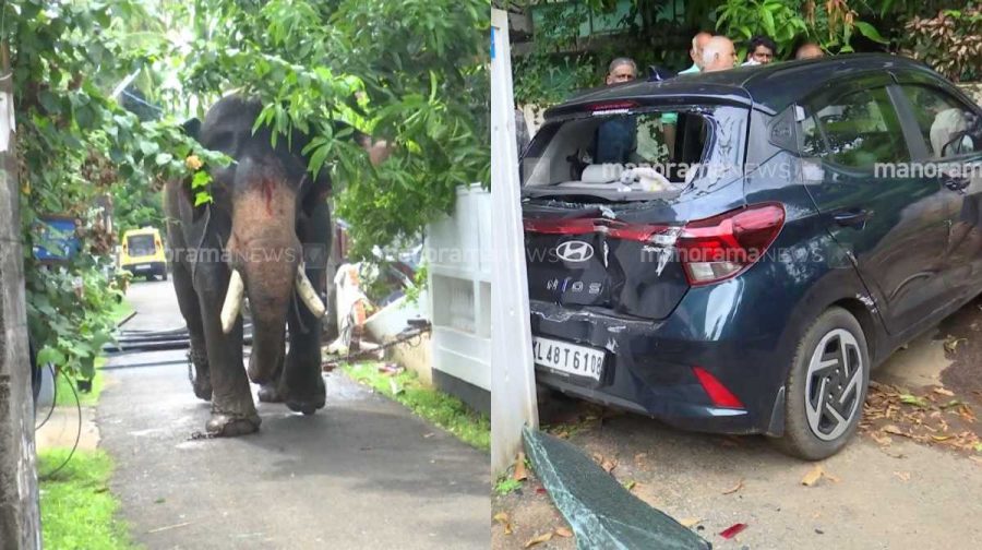 thrissur-elephant-3