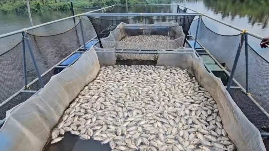 fish