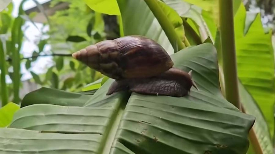 african-snail