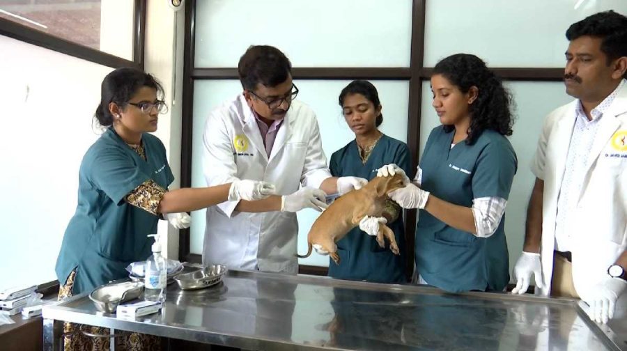 dog-treatment